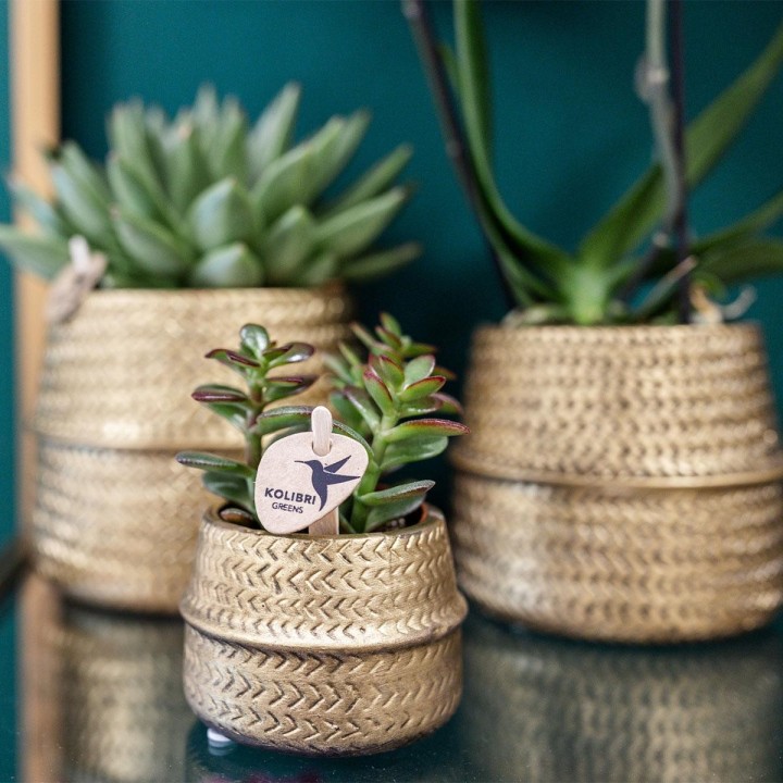 Kolibri Greens | Succulents Set Of 2 Plants In Gold Groove Decorative Pots - Ceramic Pot Size Ø9Cm