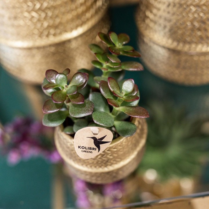 Kolibri Greens | Succulents Set Of 2 Plants In Gold Groove Decorative Pots - Ceramic Pot Size Ø9Cm