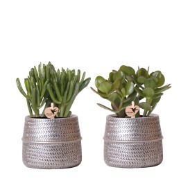 Kolibri Greens | Succulents Set Of 2 Plants In Silver Groove Ornamental Pots - Ceramic Pot Size Ø9Cm