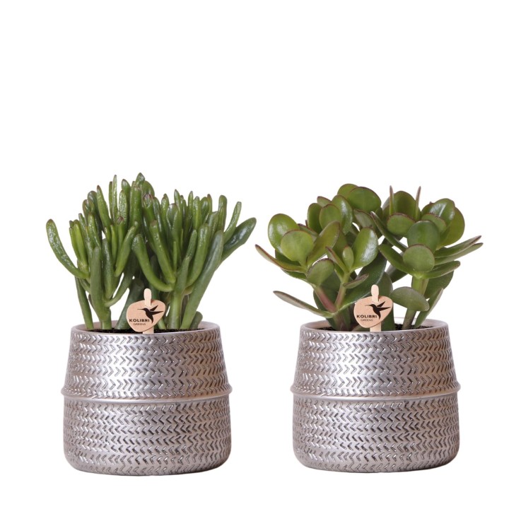 Kolibri Greens | Succulents Set Of 2 Plants In Silver Groove Ornamental Pots - Ceramic Pot Size Ø9Cm