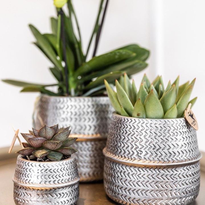 Kolibri Greens | Succulents Set Of 2 Plants In Silver Groove Ornamental Pots - Ceramic Pot Size Ø9Cm
