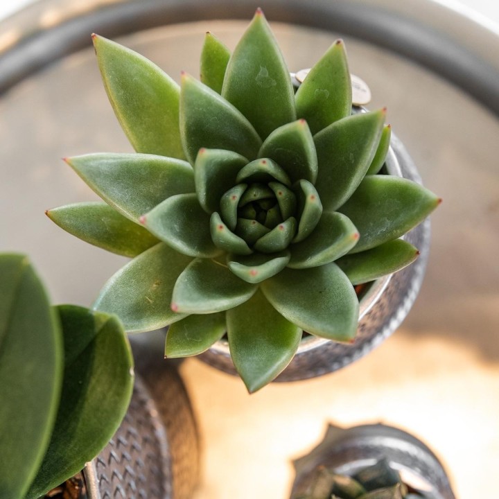 Kolibri Greens | Succulents Set Of 2 Plants In Silver Groove Ornamental Pots - Ceramic Pot Size Ø9Cm