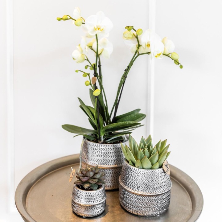 Kolibri Greens | Succulents Set Of 2 Plants In Silver Groove Ornamental Pots - Ceramic Pot Size Ø9Cm