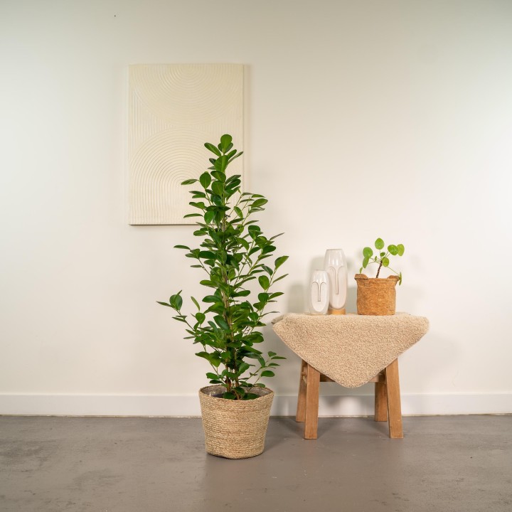 Ficus Microcarpa Moclame - Ø21Cm - ↕95Cm + Basket Selin