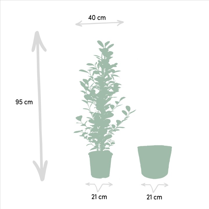 Ficus Microcarpa Moclame - Ø21Cm - ↕95Cm + Basket Selin
