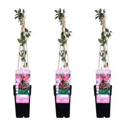 3X - Lonicera Periclymenum 'Serotina' - ↨65Cm - Ø15