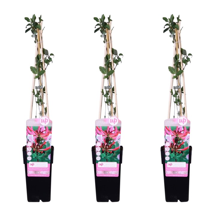 3X - Lonicera Periclymenum 'Serotina' - ↨65Cm - Ø15