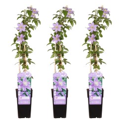 3X - Clematis Justa - ↨65Cm - Ø15