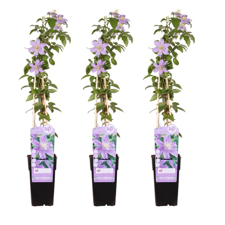 3X - Clematis Justa - ↨65Cm - Ø15