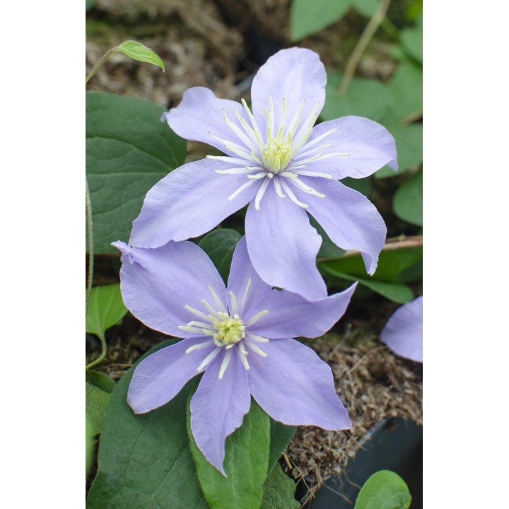3X - Clematis Justa - ↨65Cm - Ø15