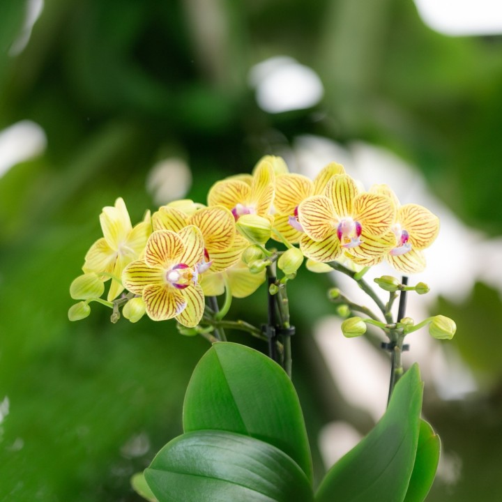 Kolibri Orchids - Surprise Box Mix - Plants Advantage Box - Surprise Box With 4 Different Orchids - Fresh From The Grower