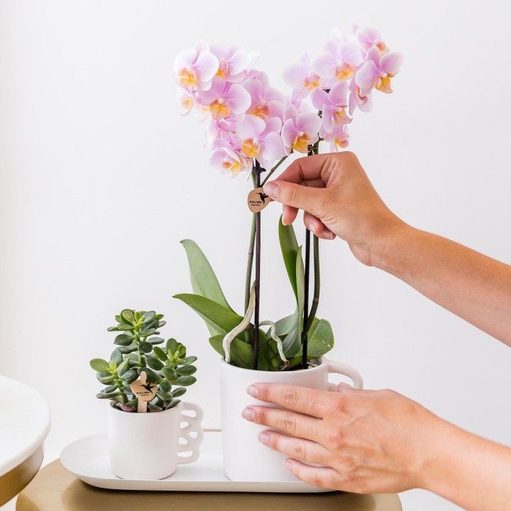 Kolibri Orchids - Surprise Box Mix - Plants Advantage Box - Surprise Box With 4 Different Orchids - Fresh From The Grower