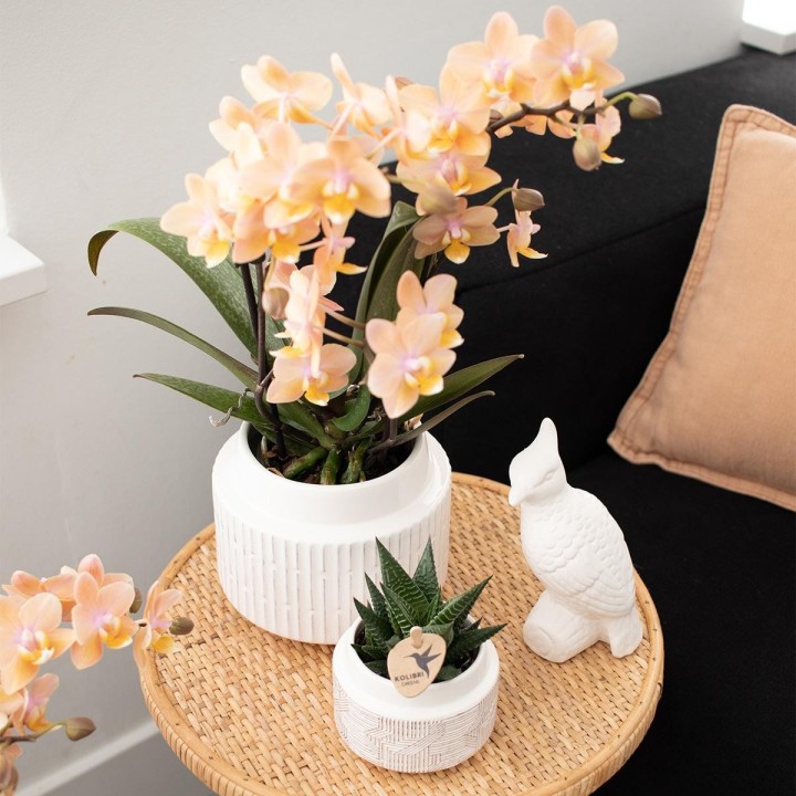 Kolibri Orchids - Surprise Box Mix - Plants Advantage Box - Surprise Box With 4 Different Orchids - Fresh From The Grower