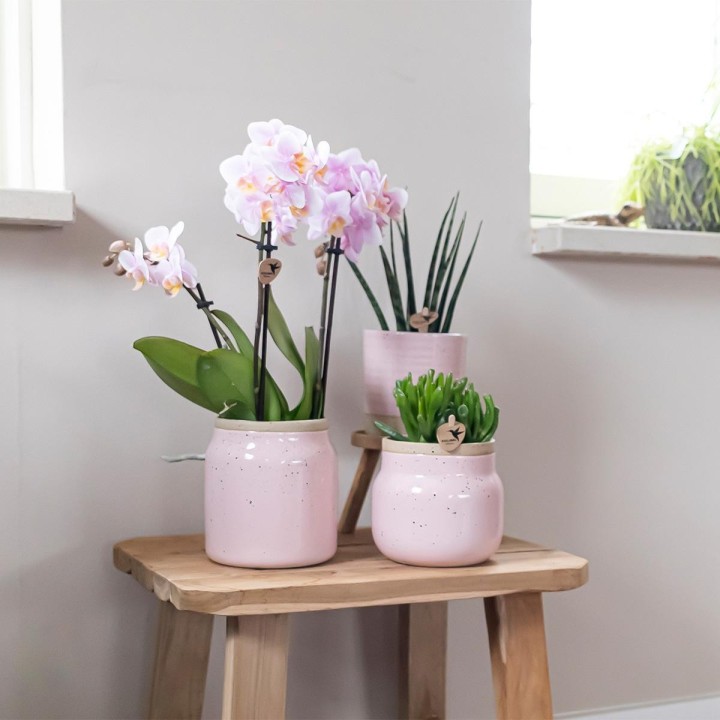 Kolibri Orchids - Surprise Box Mix - Plants Advantage Box - Surprise Box With 4 Different Orchids - Fresh From The Grower