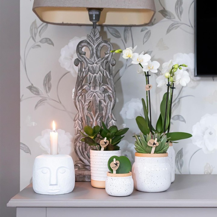 Kolibri Orchids - Surprise Box Mix - Plants Advantage Box - Surprise Box With 4 Different Orchids - Fresh From The Grower