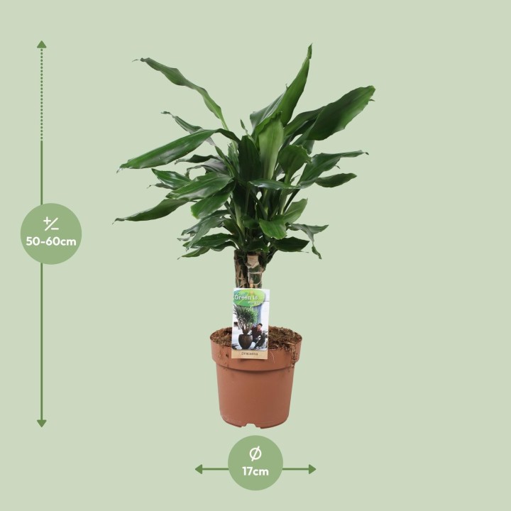 Dracaena Fagrans Steudneri Green - Ø17Cm - ↕55Cm