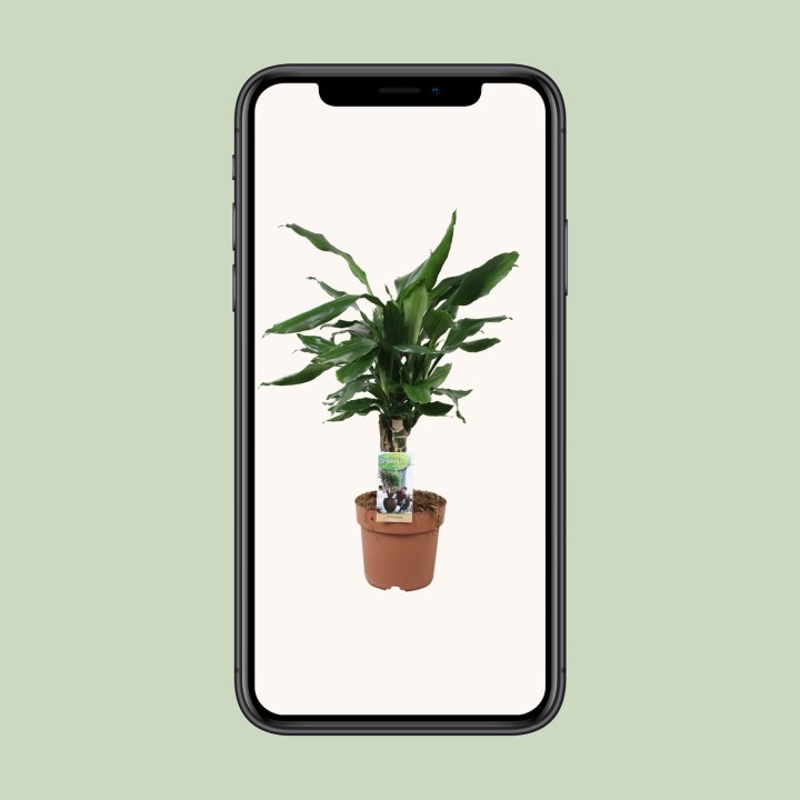 Dracaena Fagrans Steudneri Green - Ø17Cm - ↕55Cm