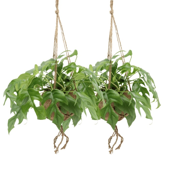 Kokodama Monstera Minima Hang (Hole Plant) - 2 Pieces - Ø15Cm - ↕25Cm