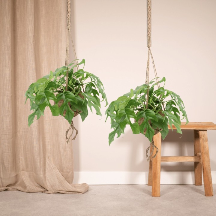 Kokodama Monstera Minima Hang (Hole Plant) - 2 Pieces - Ø15Cm - ↕25Cm