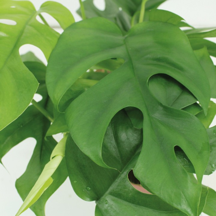 Kokodama Monstera Minima Hang (Hole Plant) - 2 Pieces - Ø15Cm - ↕25Cm