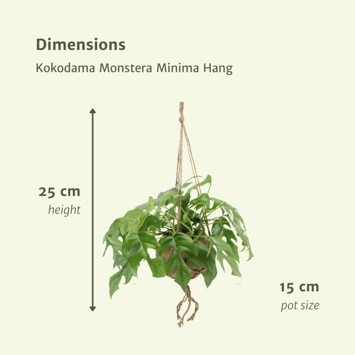Kokodama Monstera Minima Hang (Hole Plant) - 2 Pieces - Ø15Cm - ↕25Cm