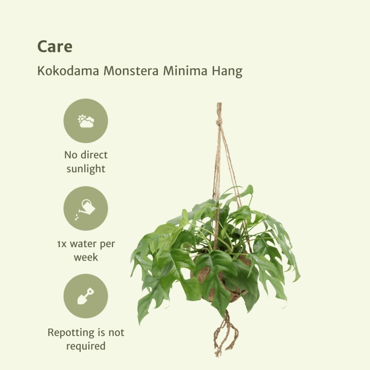 Kokodama Monstera Minima Hang (Hole Plant) - 2 Pieces - Ø15Cm - ↕25Cm