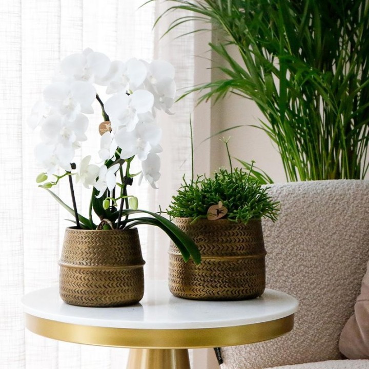 Kolibri Greens | Plant Set - With 3 Succulenten Mix - Incl. Ceramic Decorative Pots | Pot Size Ø9Cm