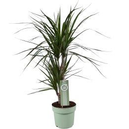 Dracaena Marginata - Ø17Cm - ↕70Cm