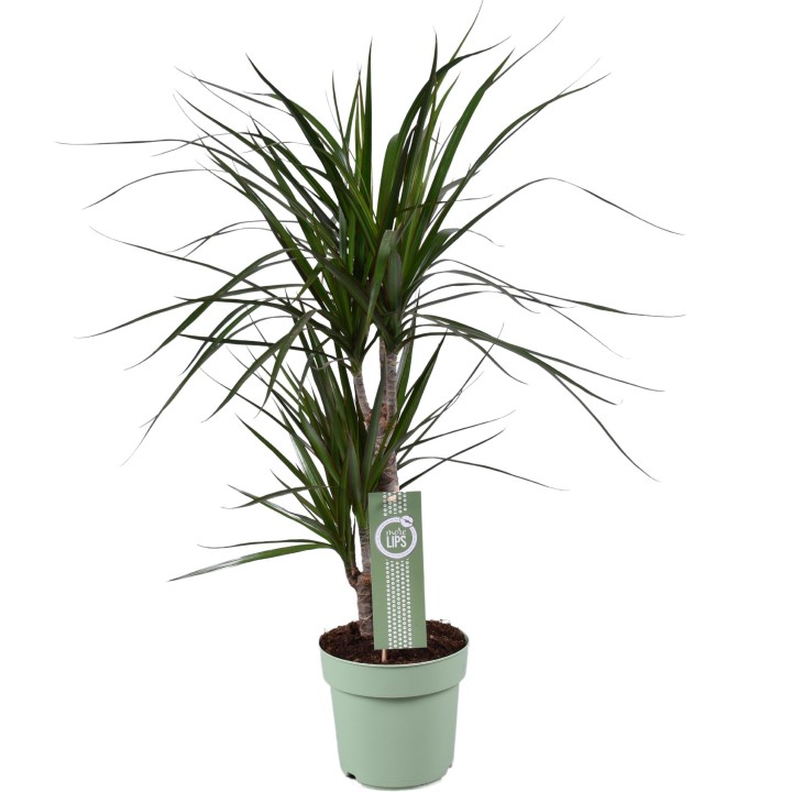 Dracaena Marginata - Ø17Cm - ↕70Cm