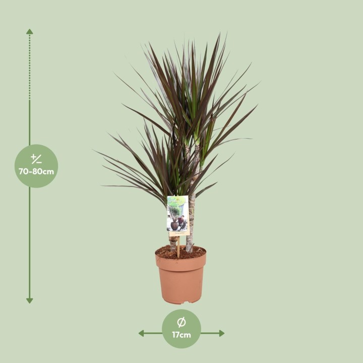 Dracaena Magenta - Ø17Cm - ↕80Cm
