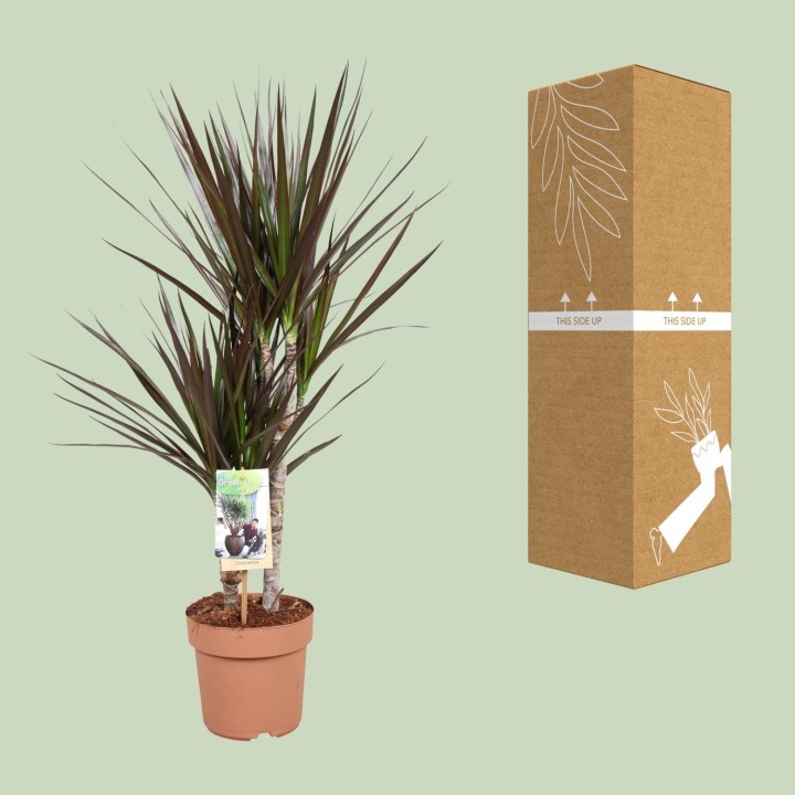 Dracaena Magenta - Ø17Cm - ↕80Cm