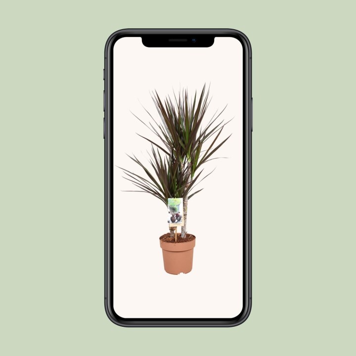 Dracaena Magenta - Ø17Cm - ↕80Cm