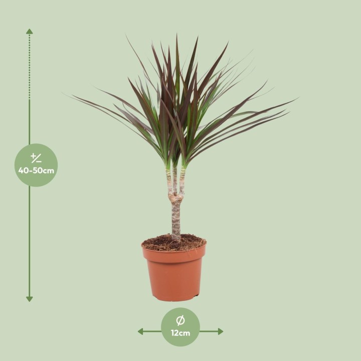 Dracaena Magenta - Ø12Cm - ↕50Cm