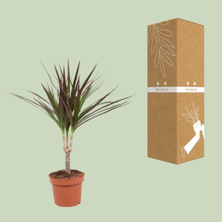Dracaena Magenta - Ø12Cm - ↕50Cm