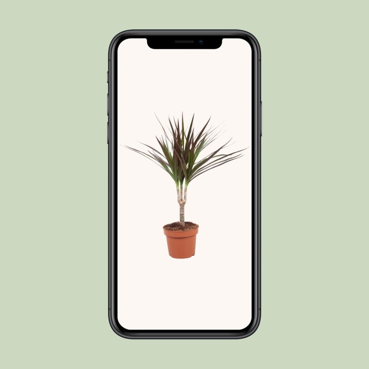 Dracaena Magenta - Ø12Cm - ↕50Cm
