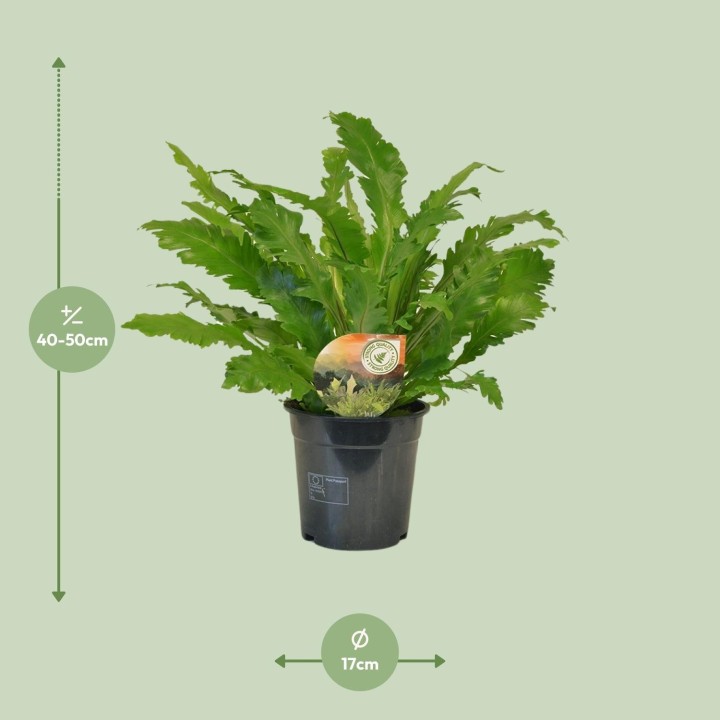 Asplenium Campio - Ø17Cm - ↕50Cm