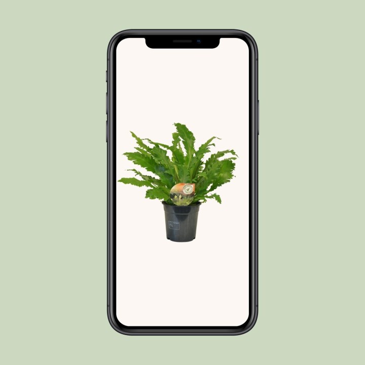 Asplenium Campio - Ø17Cm - ↕50Cm