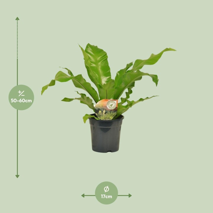 Asplenium Nidus - Ø17Cm - ↕60Cm