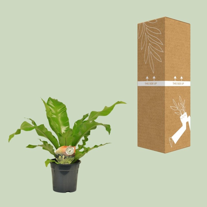 Asplenium Nidus - Ø17Cm - ↕60Cm
