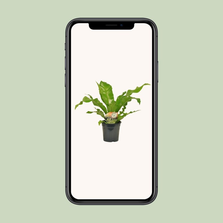 Asplenium Nidus - Ø17Cm - ↕60Cm