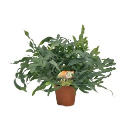 Phlebodium Blue Star - Ø17Cm - ↕60Cm