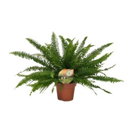Nephrolepis Green Lady - Ø17Cm - ↕40Cm