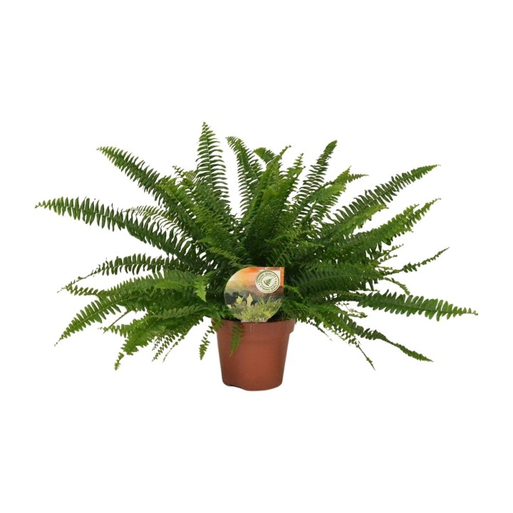 Nephrolepis Green Lady - Ø17Cm - ↕40Cm