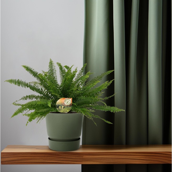 Nephrolepis Green Lady - Ø17Cm - ↕40Cm