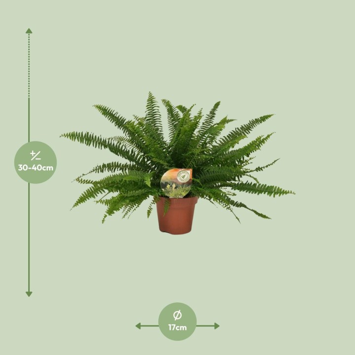 Nephrolepis Green Lady - Ø17Cm - ↕40Cm