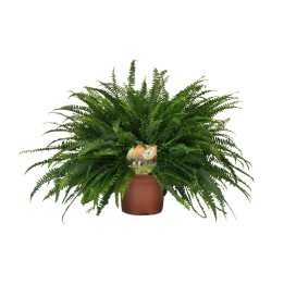 Nephrolepis Green Lady - Ø19Cm - ↕60Cm