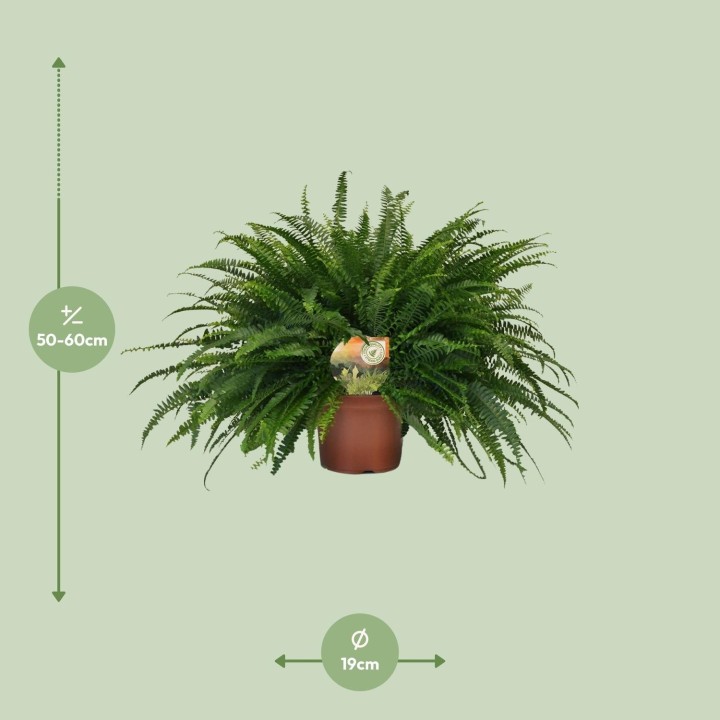 Nephrolepis Green Lady - Ø19Cm - ↕60Cm
