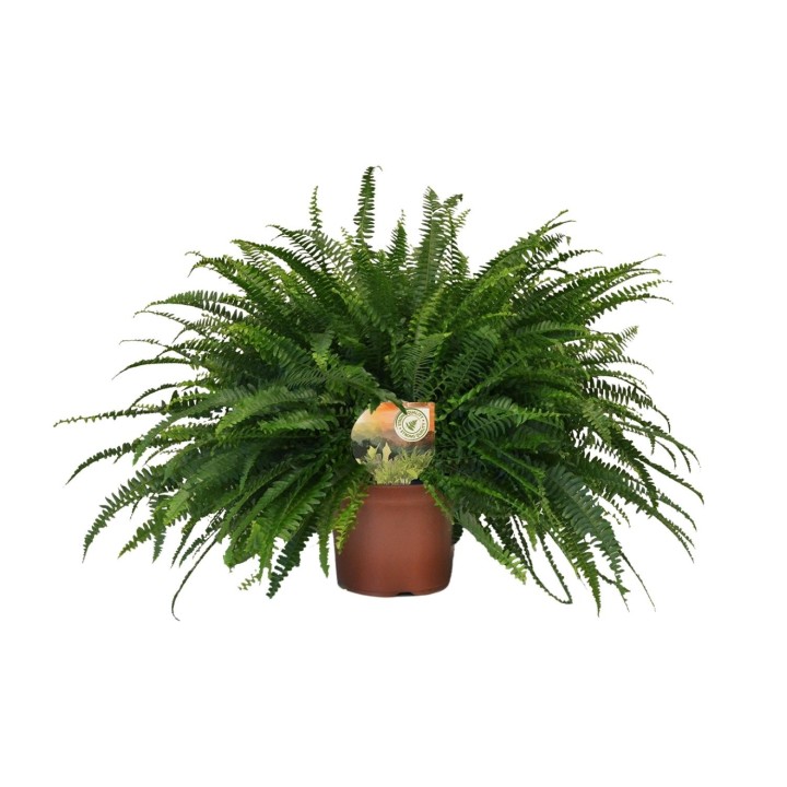 Nephrolepis Green Lady - Ø19Cm - ↕60Cm