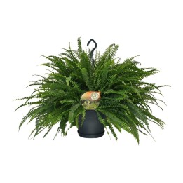 Nephrolepis Green Lady - Ø20Cm - ↕60Cm