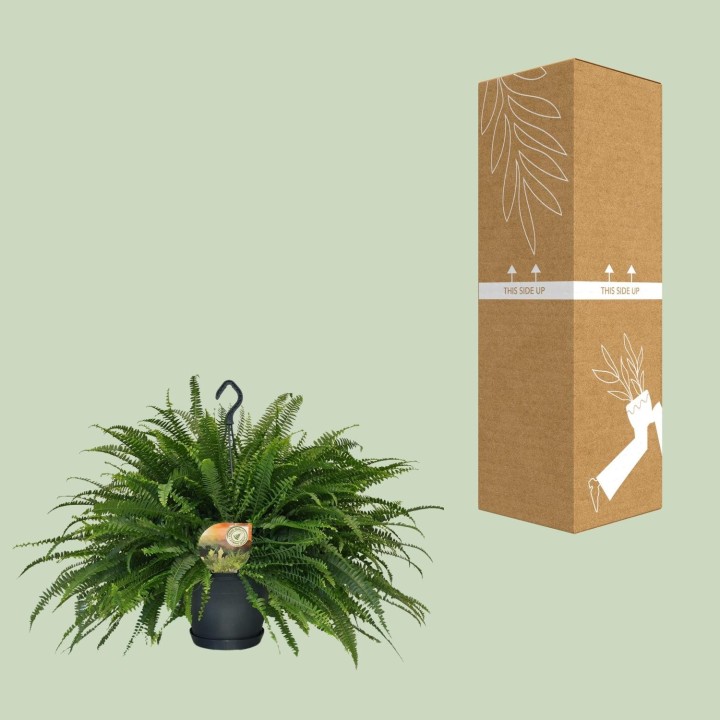 Nephrolepis Green Lady - Ø20Cm - ↕60Cm